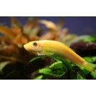 AMONIJER ALBINO